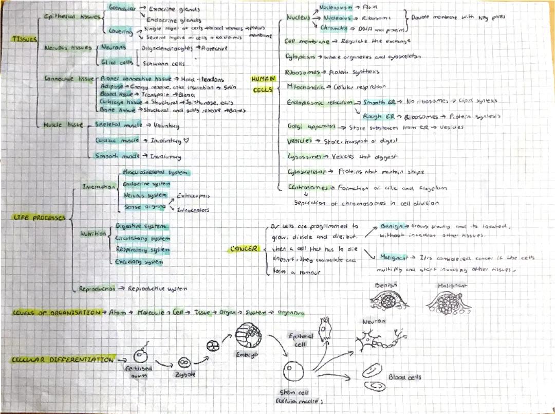 Biología Esquema: tejidos, células humanas, procesos vitales, cáncer y diferenciación celular
