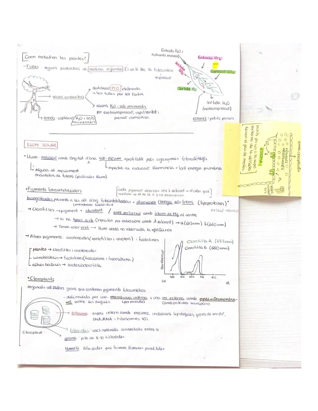 L'ENTRADA D'ENERGIA LA FOTOSINTESI

TIPUS D'ORGANISHES
*   TIPUS DE HETABOLISME

•SEGONS FONT D'ENERGIA]
→ reaccions quuumiques
- Fototrofs: