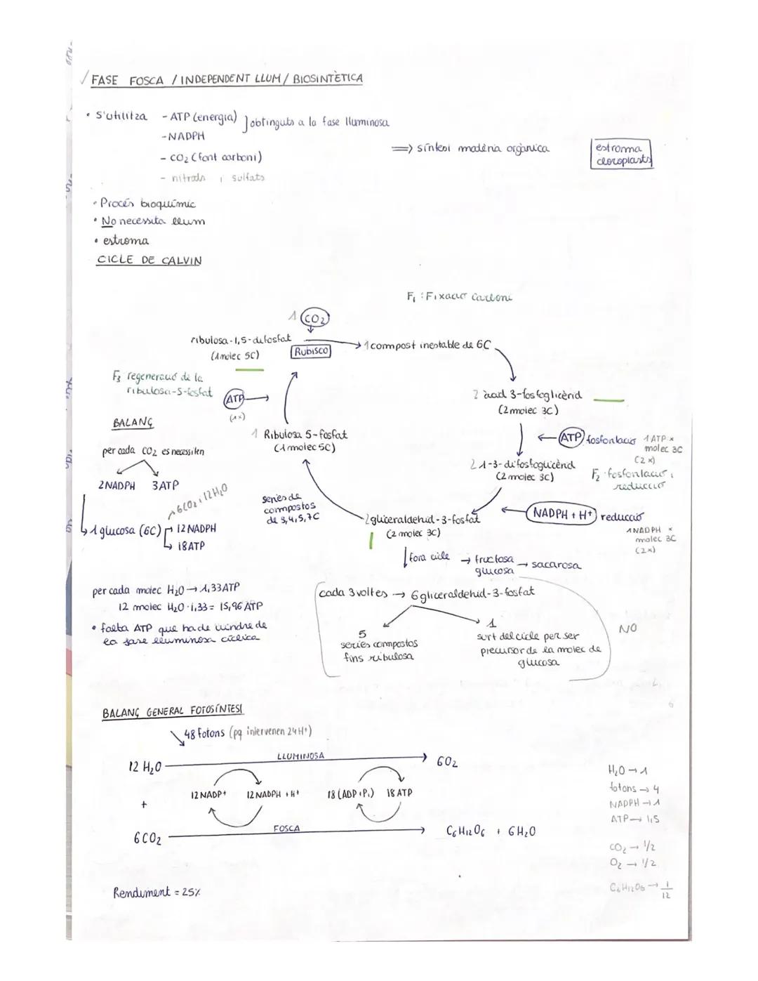 L'ENTRADA D'ENERGIA LA FOTOSINTESI

TIPUS D'ORGANISHES
*   TIPUS DE HETABOLISME

•SEGONS FONT D'ENERGIA]
→ reaccions quuumiques
- Fototrofs: