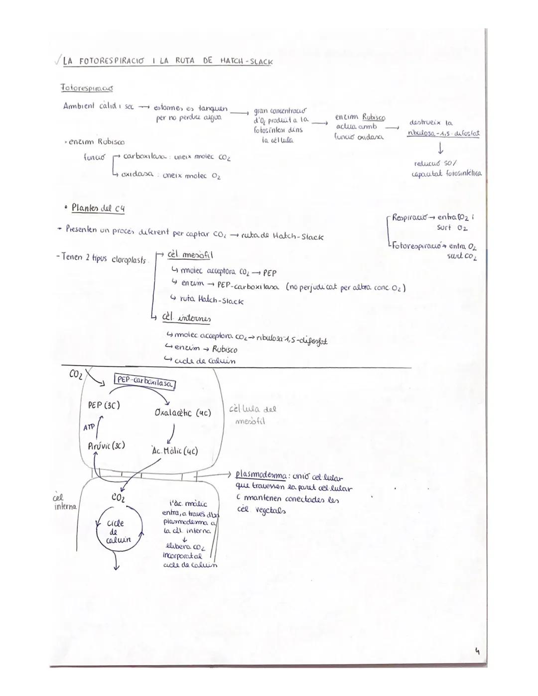L'ENTRADA D'ENERGIA LA FOTOSINTESI

TIPUS D'ORGANISHES
*   TIPUS DE HETABOLISME

•SEGONS FONT D'ENERGIA]
→ reaccions quuumiques
- Fototrofs: