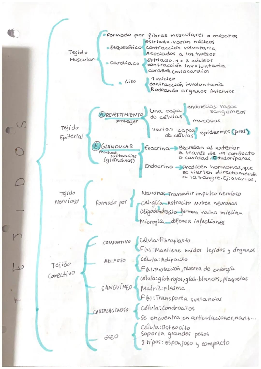 a
n
Tejido
Muscular
Tejido
Epiterial
Tejido
Nervioso
Tejido
Conectivo
Formado por fibras musculares a miocitos
Estriado. Varios núcleos
Esqu
