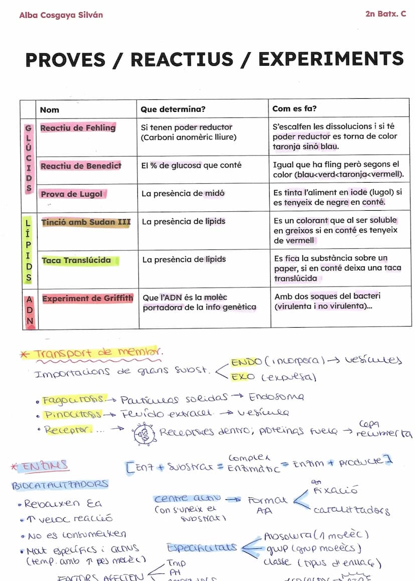 Alba Cosgaya Silván
BIOMOLÉCULAS COMPOSICIÓN
Glúcidos
(carbohidratos)
Lípidos
(grasas)
Proteínas
Ácidos
nucléicos
CHYO
CHYO
(F, NS)
CHOYN
(S