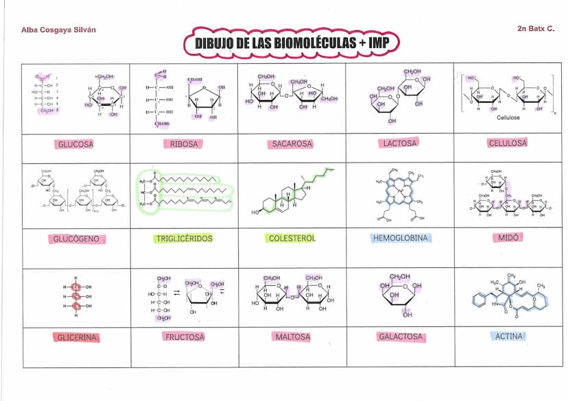 Alba Cosgaya Silván
BIOMOLÉCULAS COMPOSICIÓN
Glúcidos
(carbohidratos)
Lípidos
(grasas)
Proteínas
Ácidos
nucléicos
CHYO
CHYO
(F, NS)
CHOYN
(S