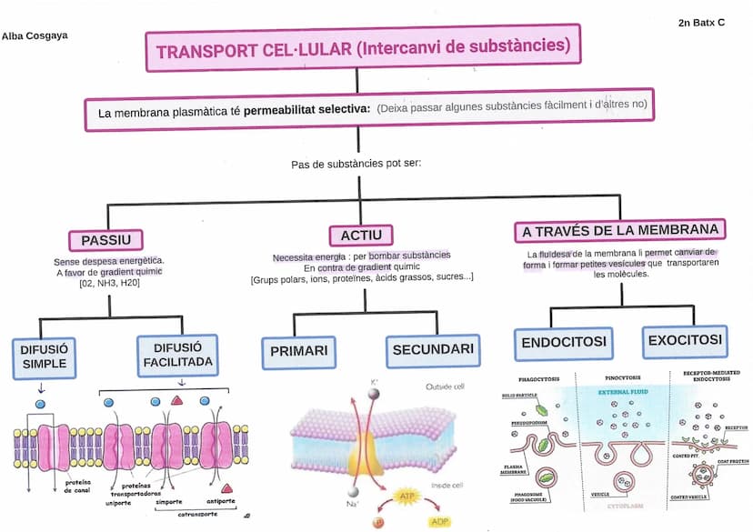 Alba Cosgaya Silván
BIOMOLÉCULAS COMPOSICIÓN
Glúcidos
(carbohidratos)
Lípidos
(grasas)
Proteínas
Ácidos
nucléicos
CHYO
CHYO
(F, NS)
CHOYN
(S