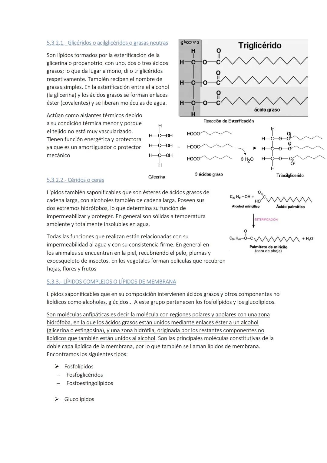 
<p>Los glúcidos son biomoléculas orgánicas compuestas por carbono, hidrógeno y oxígeno. Químicamente, son polihidroxialdehídos o polihidrox