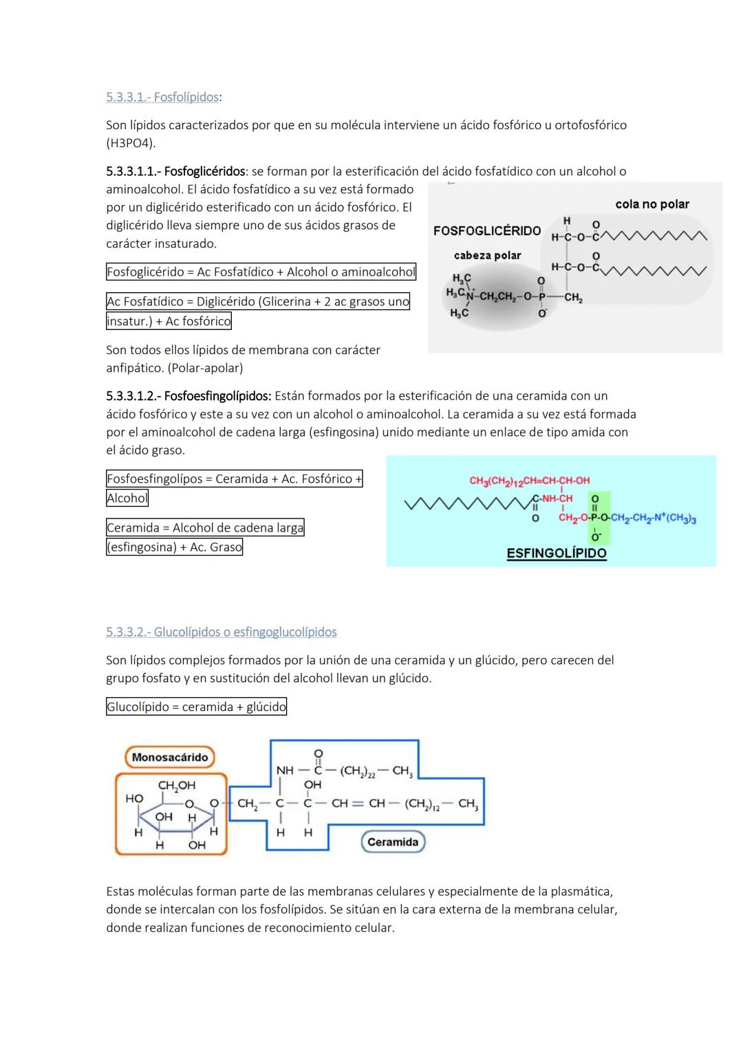 
<p>Los glúcidos son biomoléculas orgánicas compuestas por carbono, hidrógeno y oxígeno. Químicamente, son polihidroxialdehídos o polihidrox