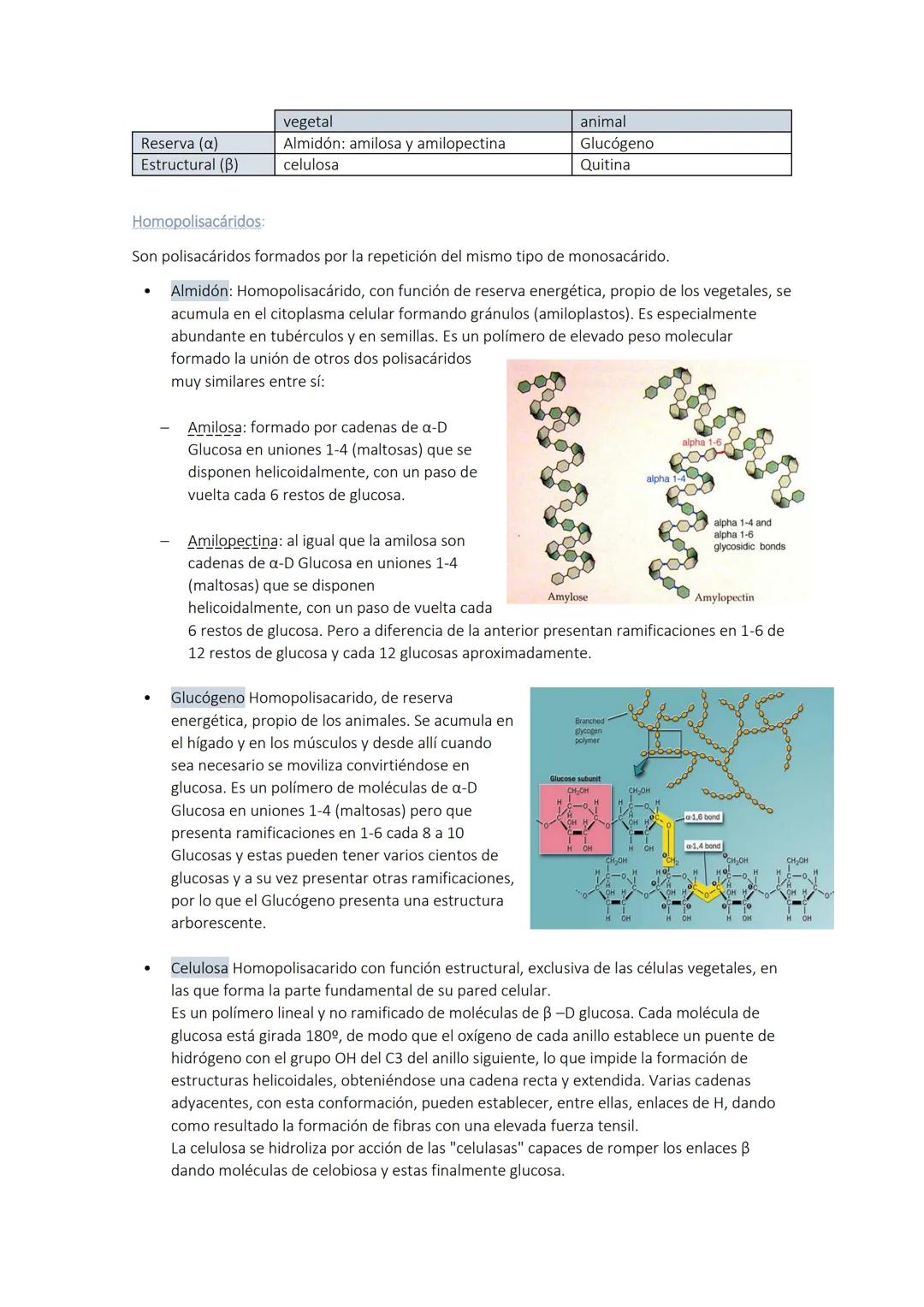 
<p>Los glúcidos son biomoléculas orgánicas compuestas por carbono, hidrógeno y oxígeno. Químicamente, son polihidroxialdehídos o polihidrox