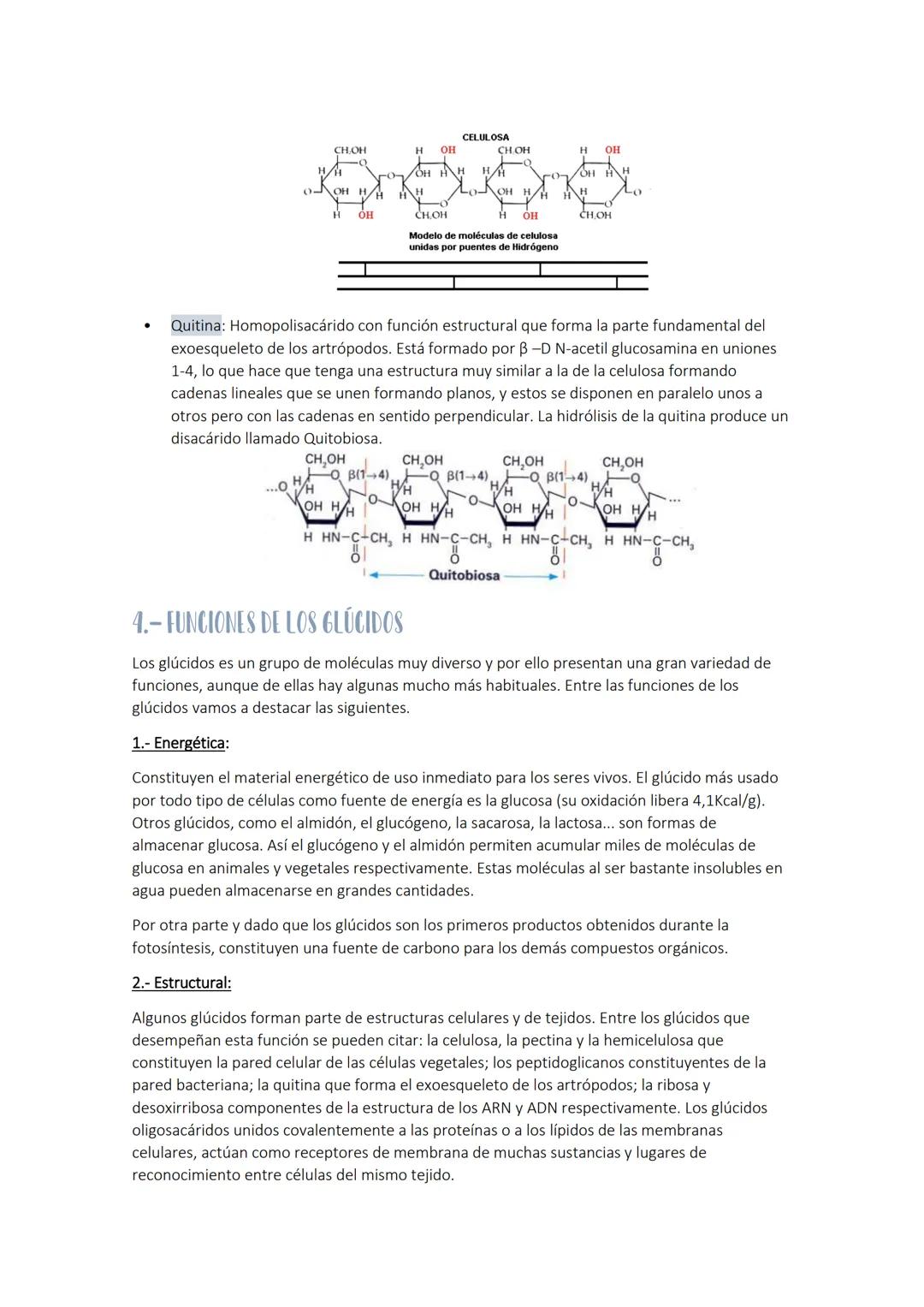 
<p>Los glúcidos son biomoléculas orgánicas compuestas por carbono, hidrógeno y oxígeno. Químicamente, son polihidroxialdehídos o polihidrox