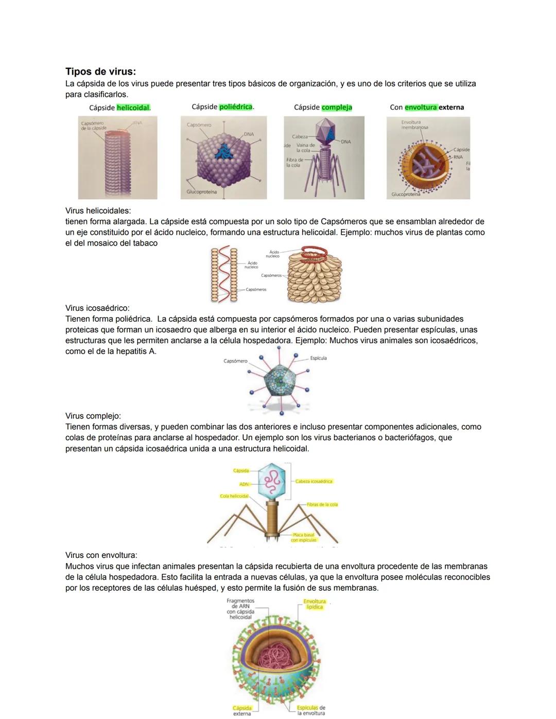 # Tipos de virus:
La cápsida de los virus puede presentar tres tipos básicos de organización, y es uno de los criterios que se utiliza
para 