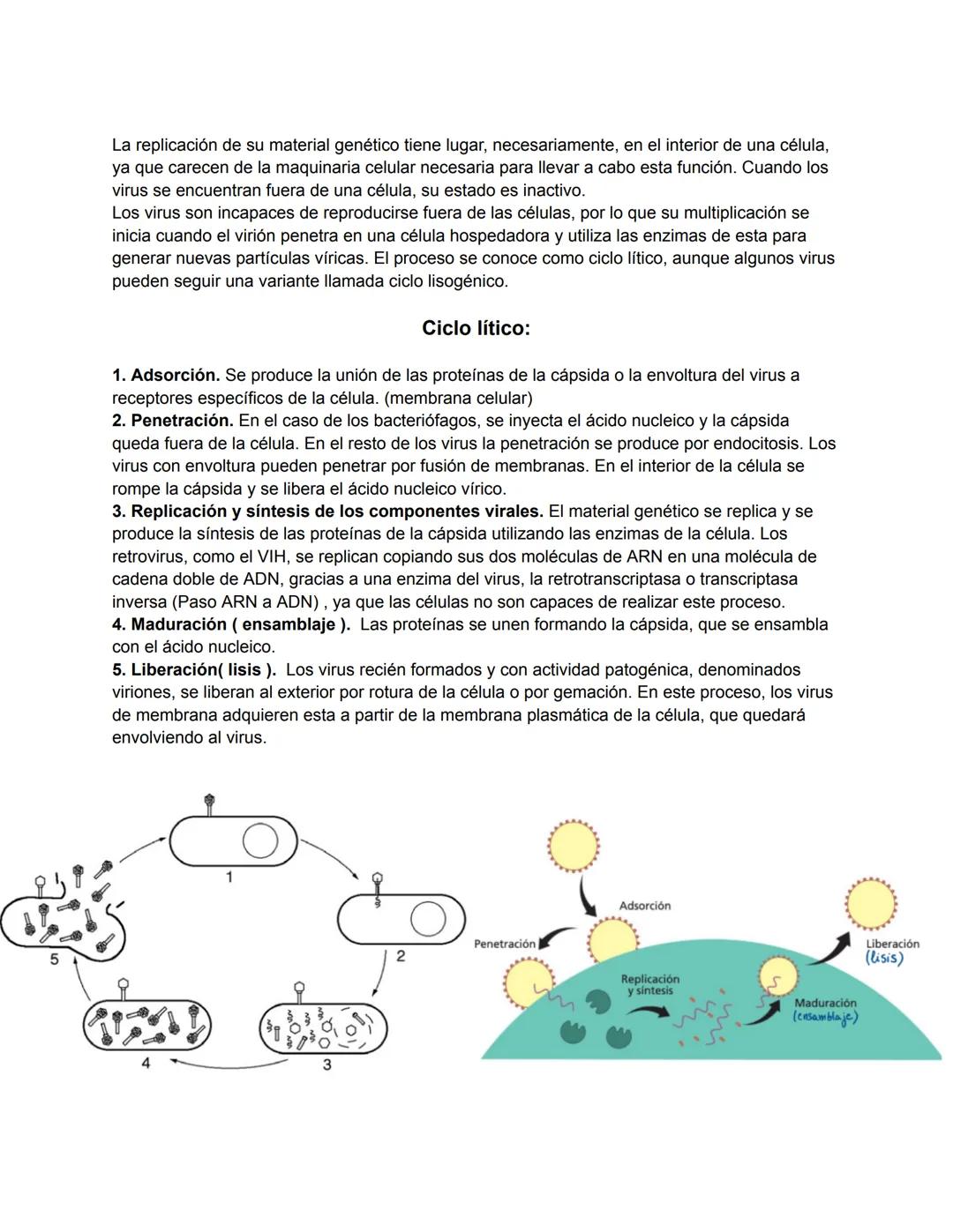 # Tipos de virus:
La cápsida de los virus puede presentar tres tipos básicos de organización, y es uno de los criterios que se utiliza
para 