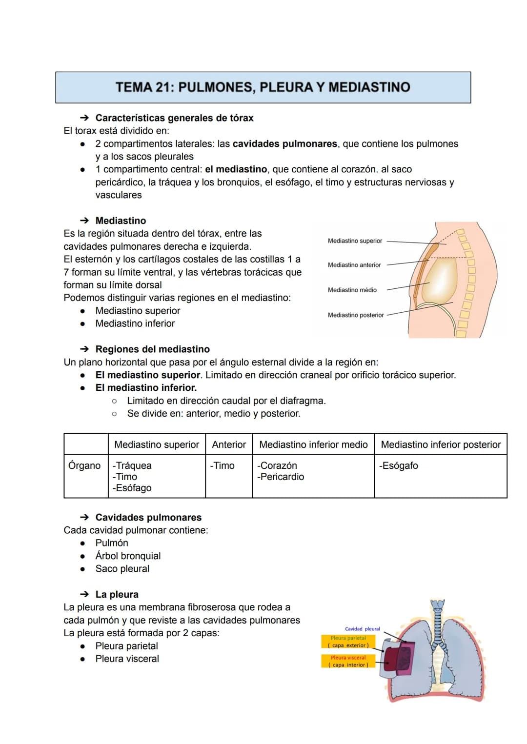 TEMA 21: PULMONES, PLEURA Y MEDIASTINO
→ Características generales de tórax
El torax está dividido en:
2 compartimentos laterales: las cavid