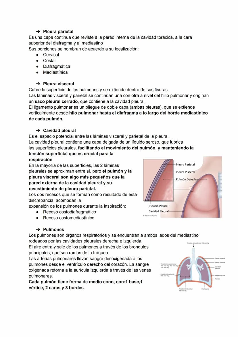 TEMA 21: PULMONES, PLEURA Y MEDIASTINO
→ Características generales de tórax
El torax está dividido en:
2 compartimentos laterales: las cavid