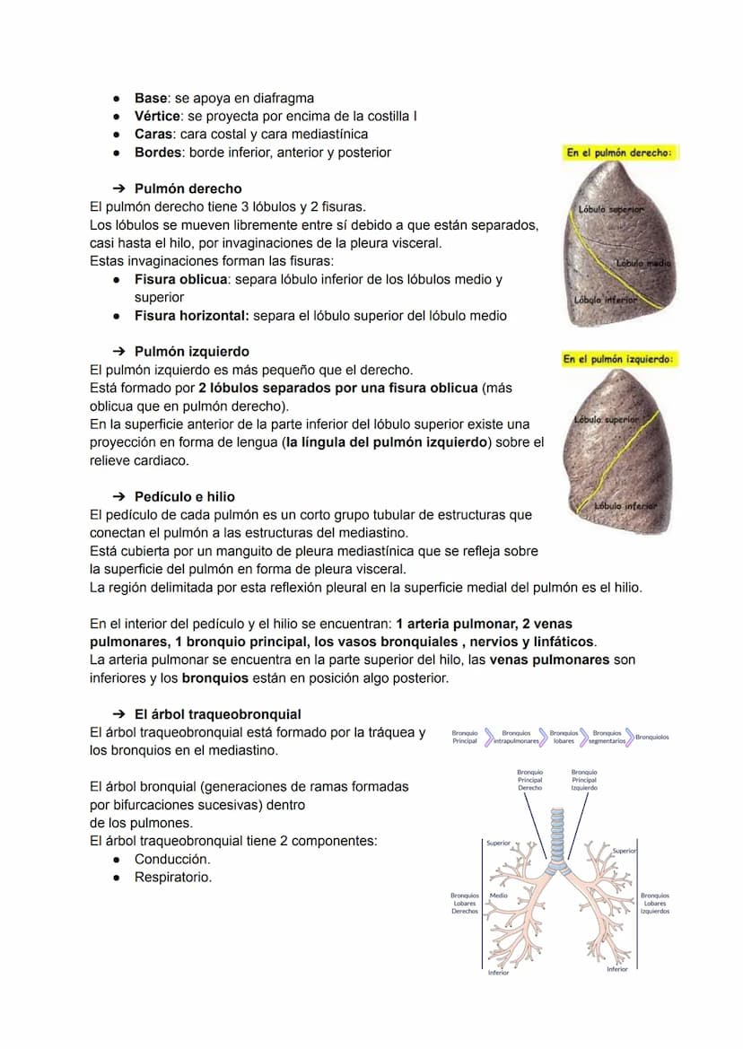TEMA 21: PULMONES, PLEURA Y MEDIASTINO
→ Características generales de tórax
El torax está dividido en:
2 compartimentos laterales: las cavid