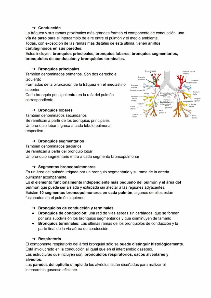 TEMA 21: PULMONES, PLEURA Y MEDIASTINO
→ Características generales de tórax
El torax está dividido en:
2 compartimentos laterales: las cavid