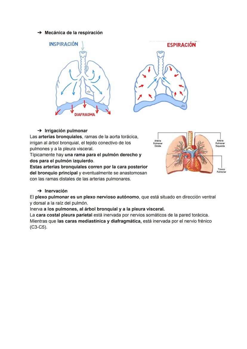 TEMA 21: PULMONES, PLEURA Y MEDIASTINO
→ Características generales de tórax
El torax está dividido en:
2 compartimentos laterales: las cavid