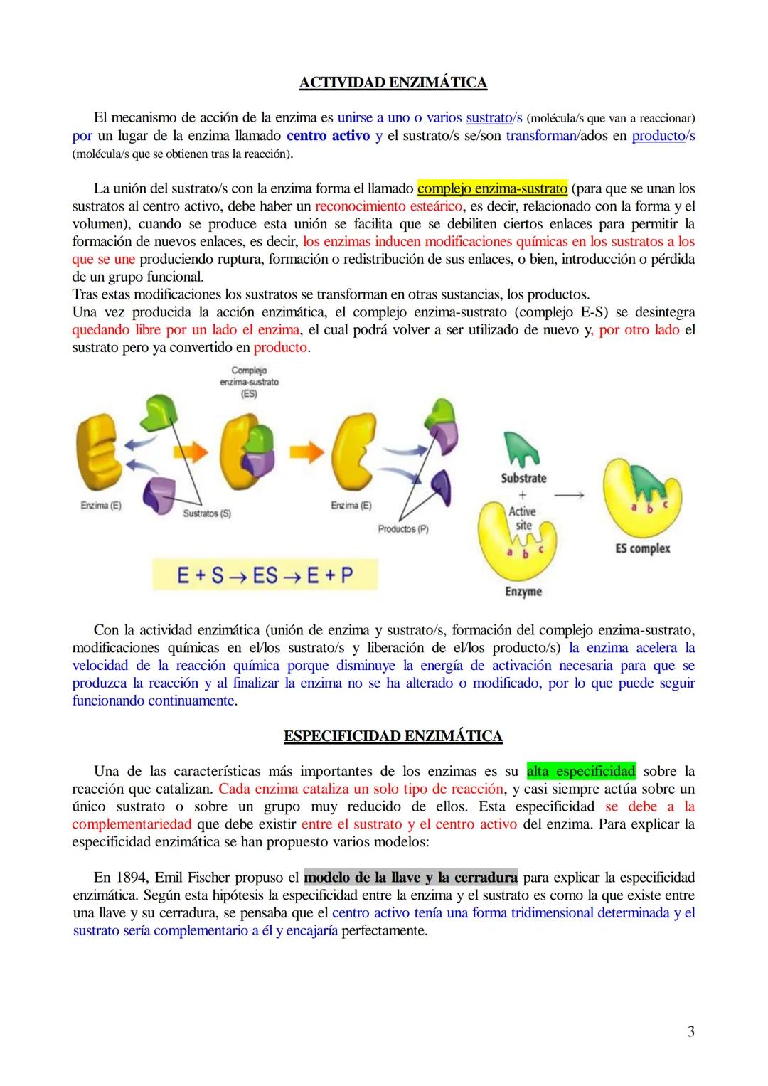 # TEMA 5-LOS BIOCATALIZADORES.
## Enzimas y vitaminas

- Concepto de Biocatalizador.
- Enzimas: Definición y características (actividad y es