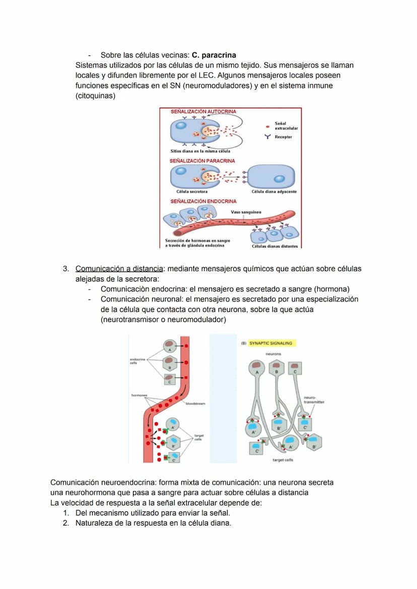 TEMA 5-6: RECEPTORES Y MENSAJEROS QUÍMICOS
Para el mantenimiento de la homeostasis es necesario que las diferentes funciones
corporales se r