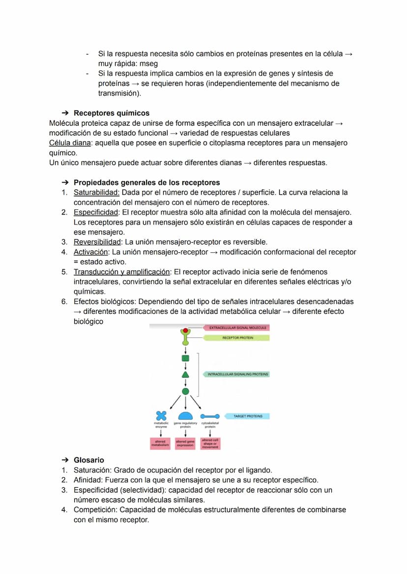TEMA 5-6: RECEPTORES Y MENSAJEROS QUÍMICOS
Para el mantenimiento de la homeostasis es necesario que las diferentes funciones
corporales se r