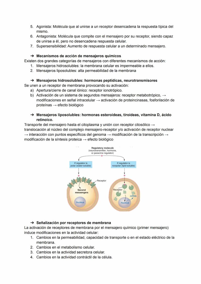 TEMA 5-6: RECEPTORES Y MENSAJEROS QUÍMICOS
Para el mantenimiento de la homeostasis es necesario que las diferentes funciones
corporales se r