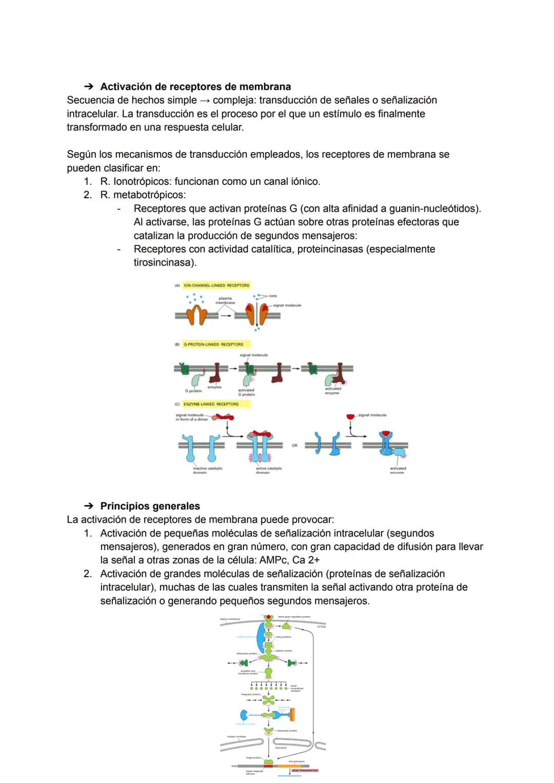 TEMA 5-6: RECEPTORES Y MENSAJEROS QUÍMICOS
Para el mantenimiento de la homeostasis es necesario que las diferentes funciones
corporales se r
