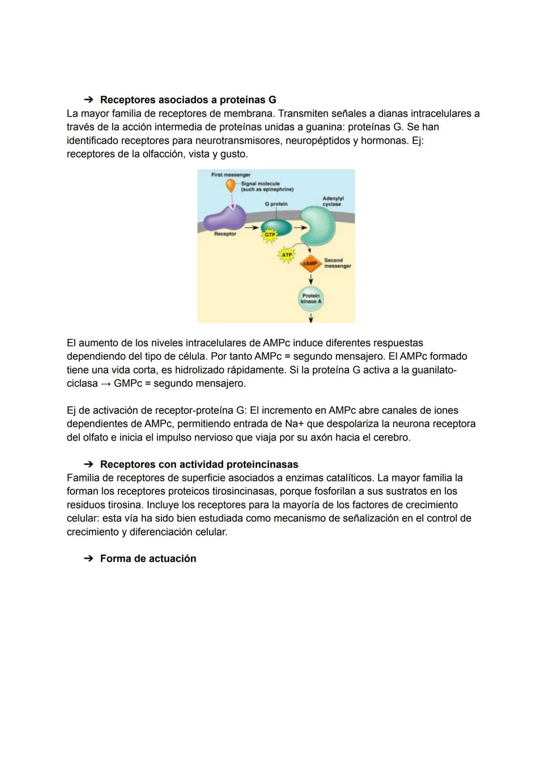 TEMA 5-6: RECEPTORES Y MENSAJEROS QUÍMICOS
Para el mantenimiento de la homeostasis es necesario que las diferentes funciones
corporales se r