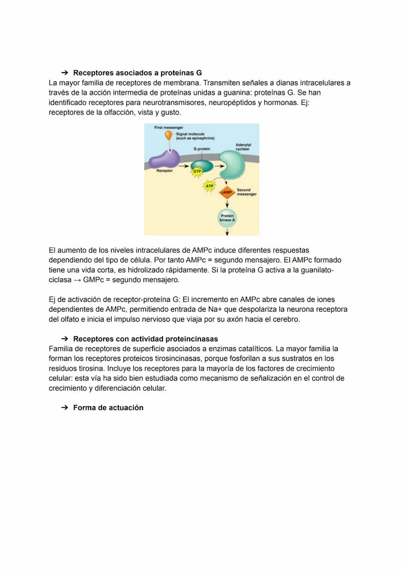 TEMA 5-6: RECEPTORES Y MENSAJEROS QUÍMICOS
Para el mantenimiento de la homeostasis es necesario que las diferentes funciones
corporales se r