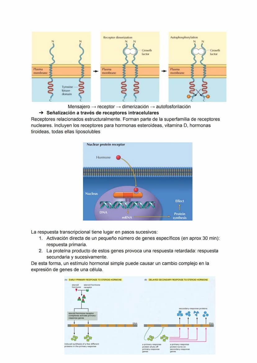 TEMA 5-6: RECEPTORES Y MENSAJEROS QUÍMICOS
Para el mantenimiento de la homeostasis es necesario que las diferentes funciones
corporales se r