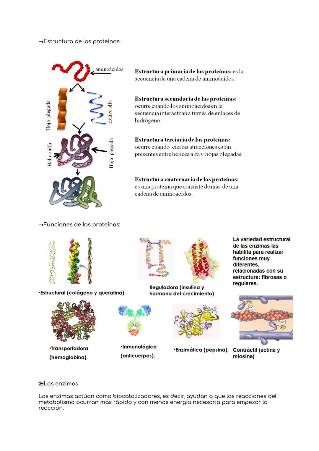 # BIOLOGIA UNIDAD 8: NIVELES DE ORGANIZACIÓN DE
LOS SERES VIVOS.

1.Los seres vivos y su organización.

Bioelementos → Elementos químicos de