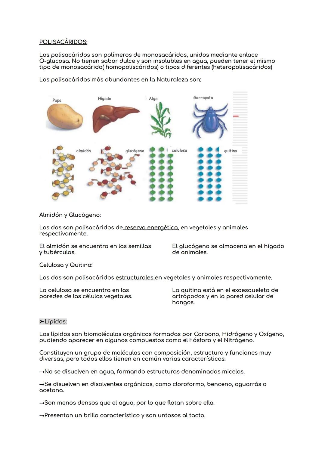# BIOLOGIA UNIDAD 8: NIVELES DE ORGANIZACIÓN DE
LOS SERES VIVOS.

1.Los seres vivos y su organización.

Bioelementos → Elementos químicos de
