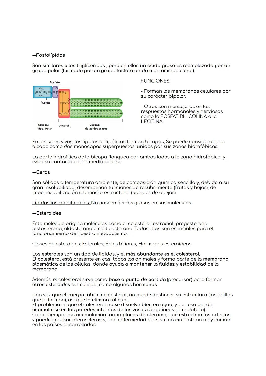 # BIOLOGIA UNIDAD 8: NIVELES DE ORGANIZACIÓN DE
LOS SERES VIVOS.

1.Los seres vivos y su organización.

Bioelementos → Elementos químicos de