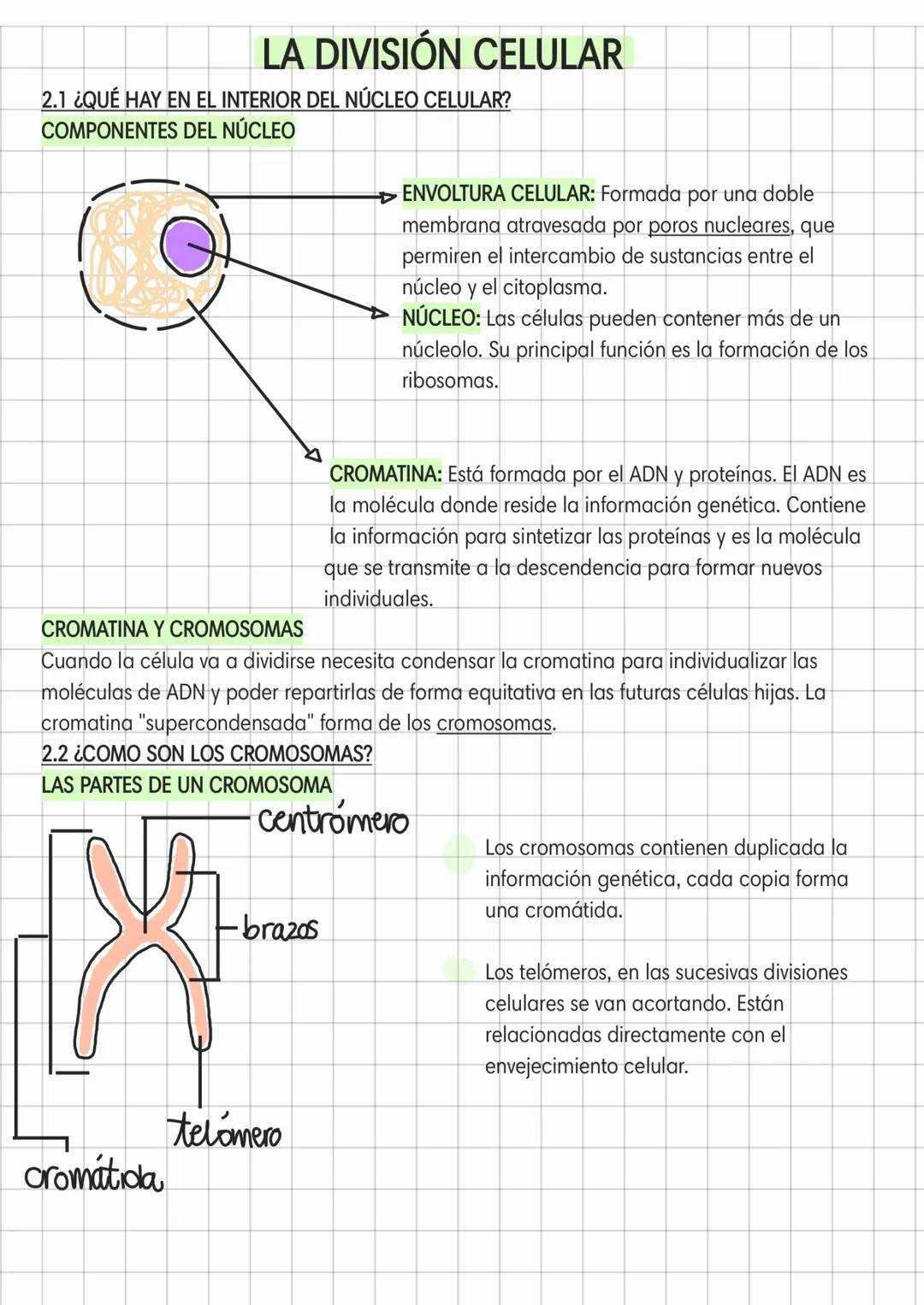 Proceso de la División Celular