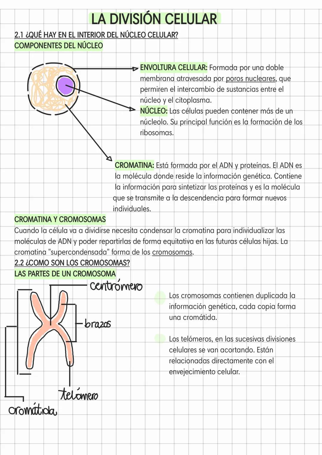 LA DIVISIÓN CELULAR
2.1 ¿QUÉ HAY EN EL INTERIOR DEL NÚCLEO CELULAR?
COMPONENTES DEL NÚCLEO
cromátida
CROMATINA Y CROMOSOMAS
Cuando la célula