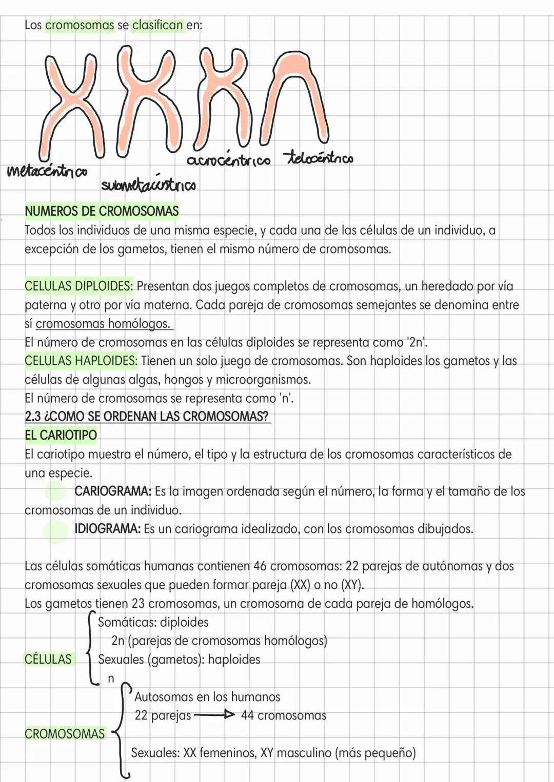 LA DIVISIÓN CELULAR
2.1 ¿QUÉ HAY EN EL INTERIOR DEL NÚCLEO CELULAR?
COMPONENTES DEL NÚCLEO
cromátida
CROMATINA Y CROMOSOMAS
Cuando la célula