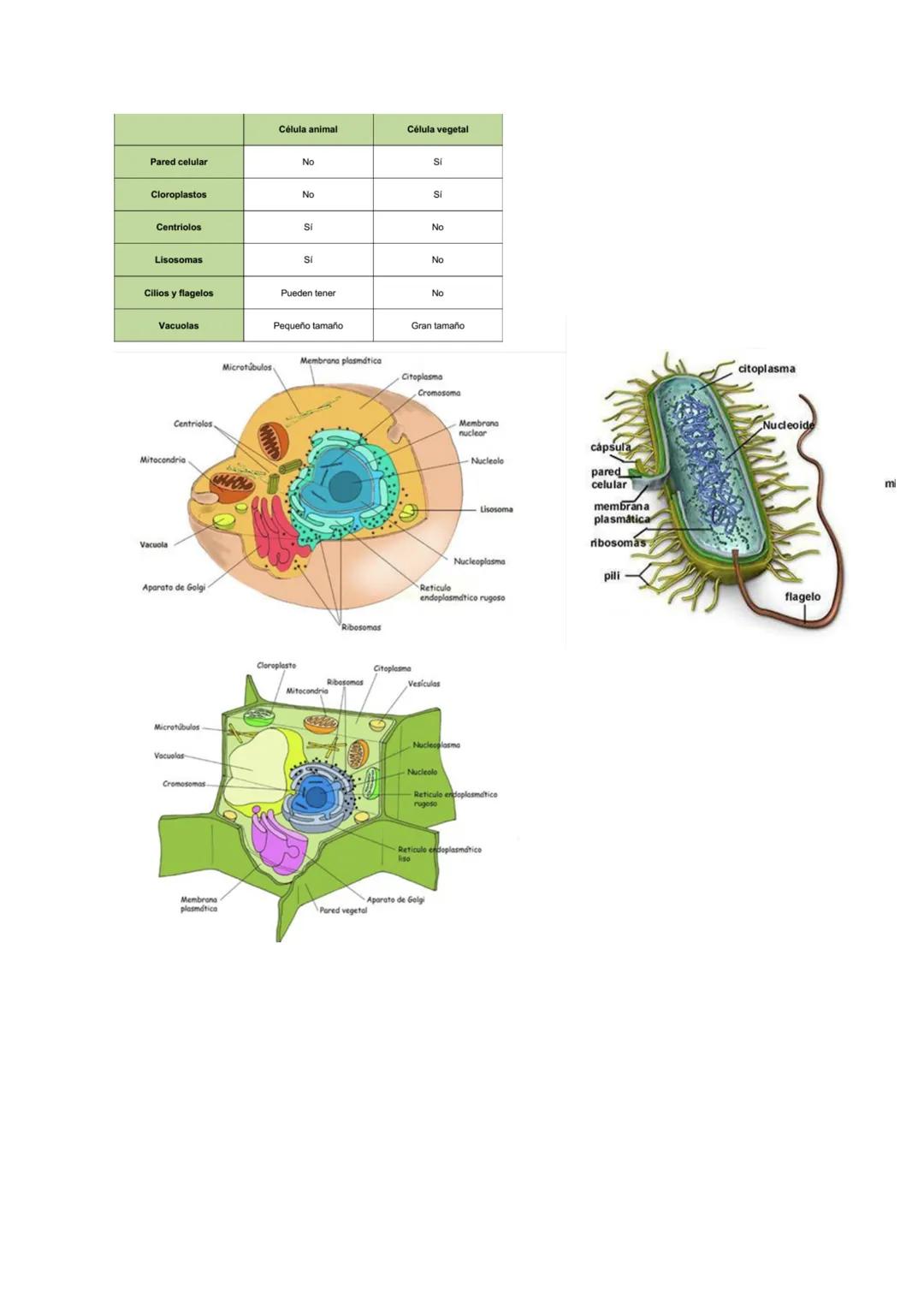 LA CÉLULA
1. Componentes de los seres vivos
1.1- Bioelementos
Elementos que conforman la materia viva.
Primarios: C, H, O, N, P, S.
● Secund