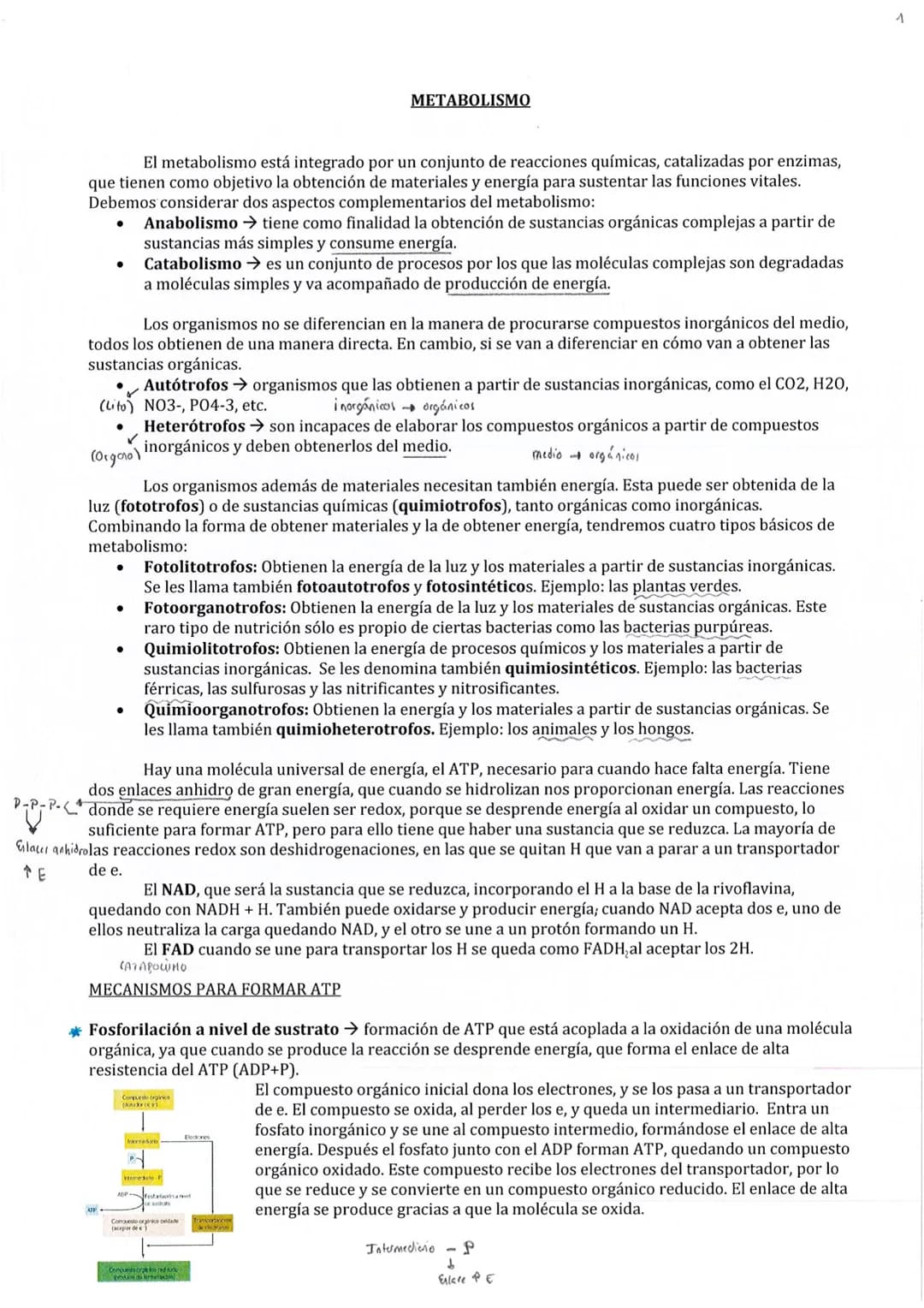 
<p>El metabolismo está compuesto por un conjunto de reacciones químicas catalizadas por enzimas, cuyo objetivo es la obtención de materiale