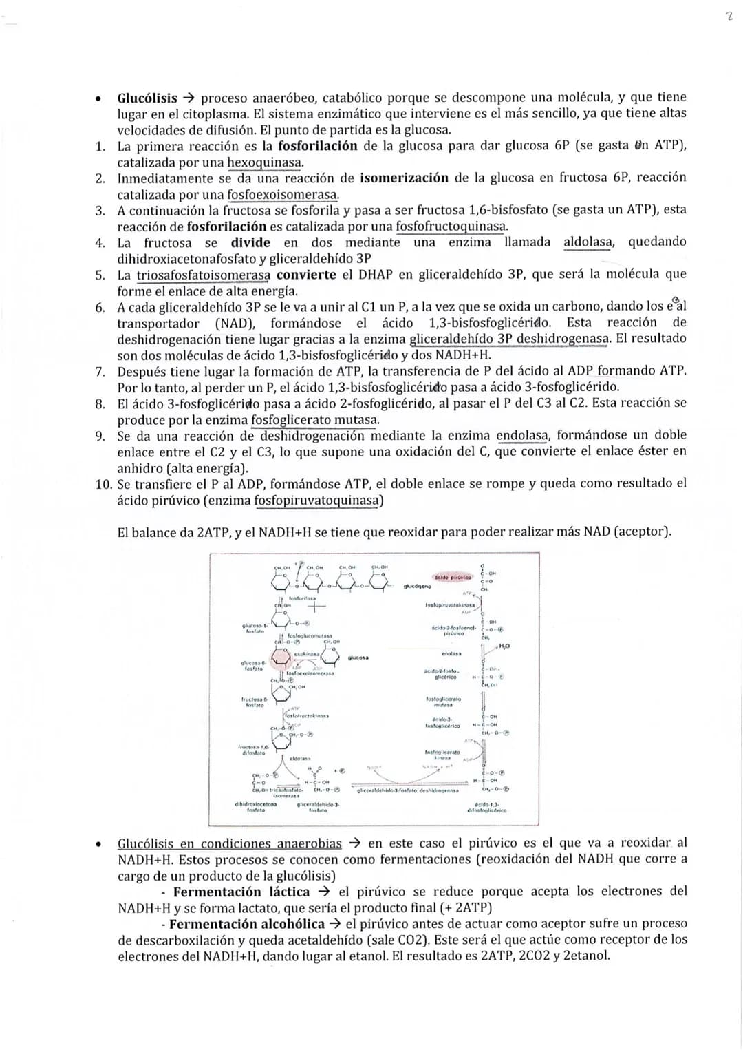 
<p>El metabolismo está compuesto por un conjunto de reacciones químicas catalizadas por enzimas, cuyo objetivo es la obtención de materiale
