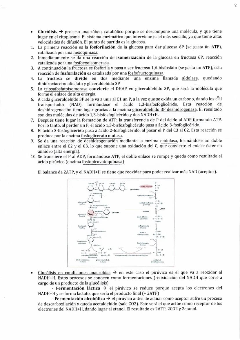 
<p>El metabolismo está compuesto por un conjunto de reacciones químicas catalizadas por enzimas, cuyo objetivo es la obtención de materiale