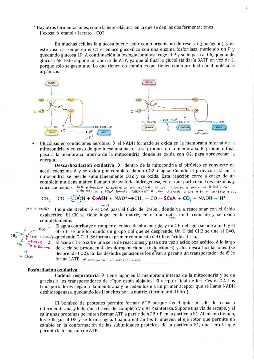 
<p>El metabolismo está compuesto por un conjunto de reacciones químicas catalizadas por enzimas, cuyo objetivo es la obtención de materiale