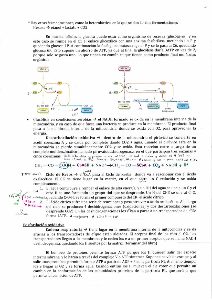 
<p>El metabolismo está compuesto por un conjunto de reacciones químicas catalizadas por enzimas, cuyo objetivo es la obtención de materiale
