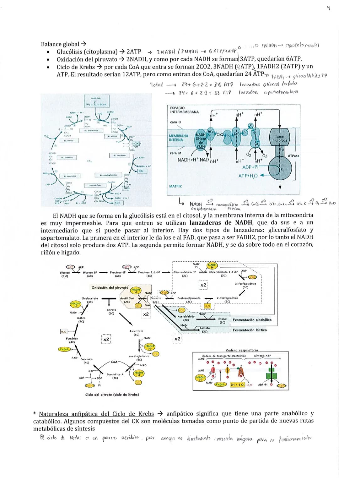 
<p>El metabolismo está compuesto por un conjunto de reacciones químicas catalizadas por enzimas, cuyo objetivo es la obtención de materiale