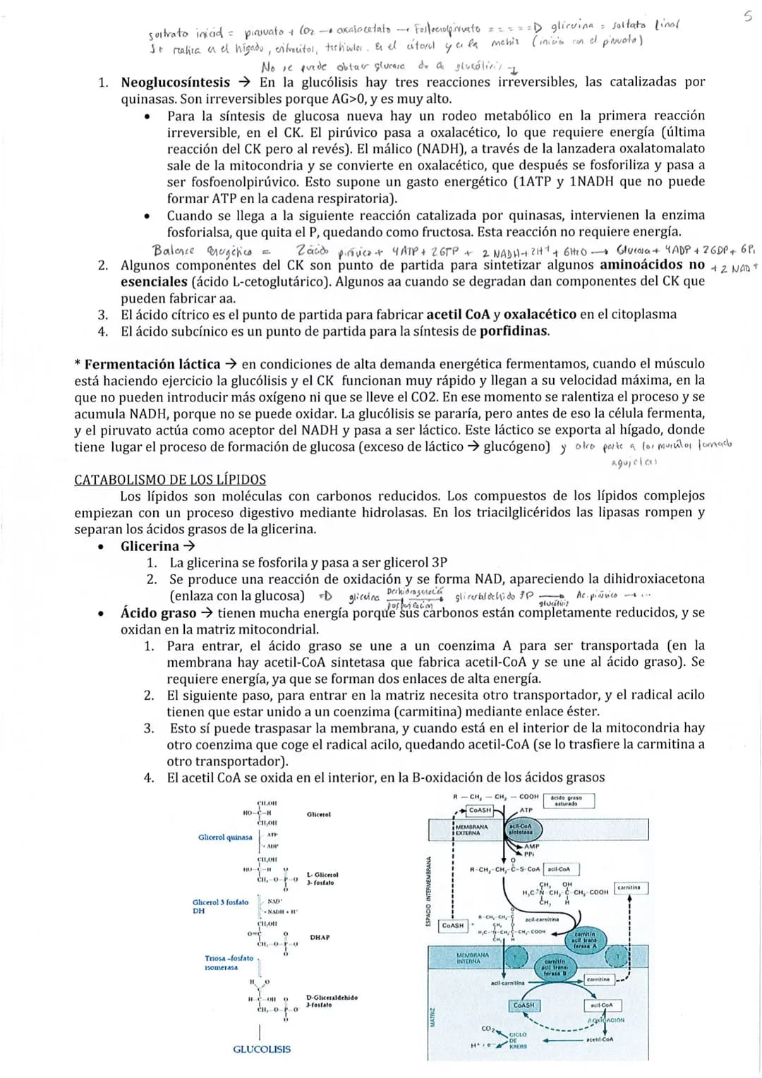 
<p>El metabolismo está compuesto por un conjunto de reacciones químicas catalizadas por enzimas, cuyo objetivo es la obtención de materiale
