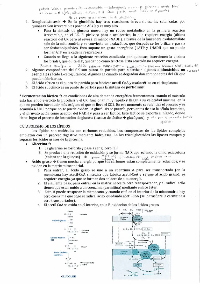 
<p>El metabolismo está compuesto por un conjunto de reacciones químicas catalizadas por enzimas, cuyo objetivo es la obtención de materiale