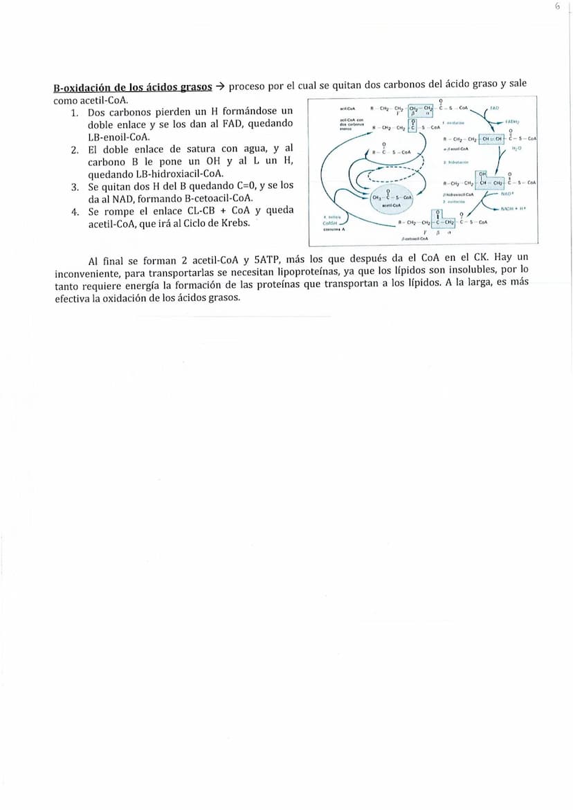 
<p>El metabolismo está compuesto por un conjunto de reacciones químicas catalizadas por enzimas, cuyo objetivo es la obtención de materiale