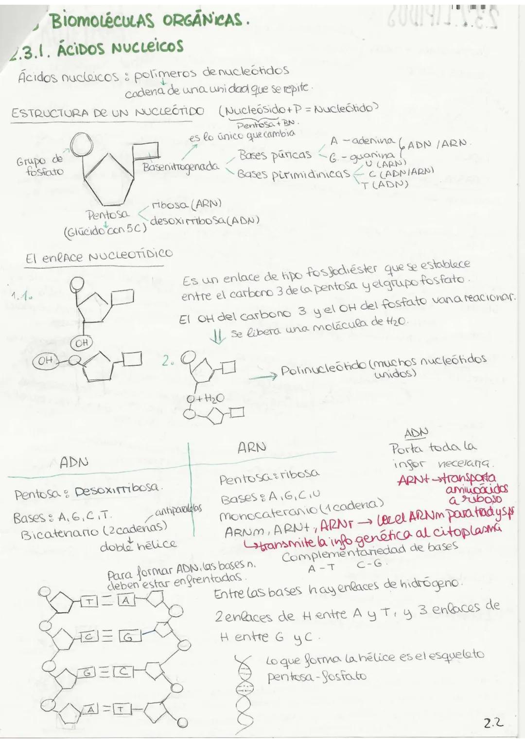 //T.2 Biequívhica
BIOELEMENTOSe aquellos elementos de la tabla periódica que forman parte de
la materia viva.
Primarios (98%): C. O, H, N, P