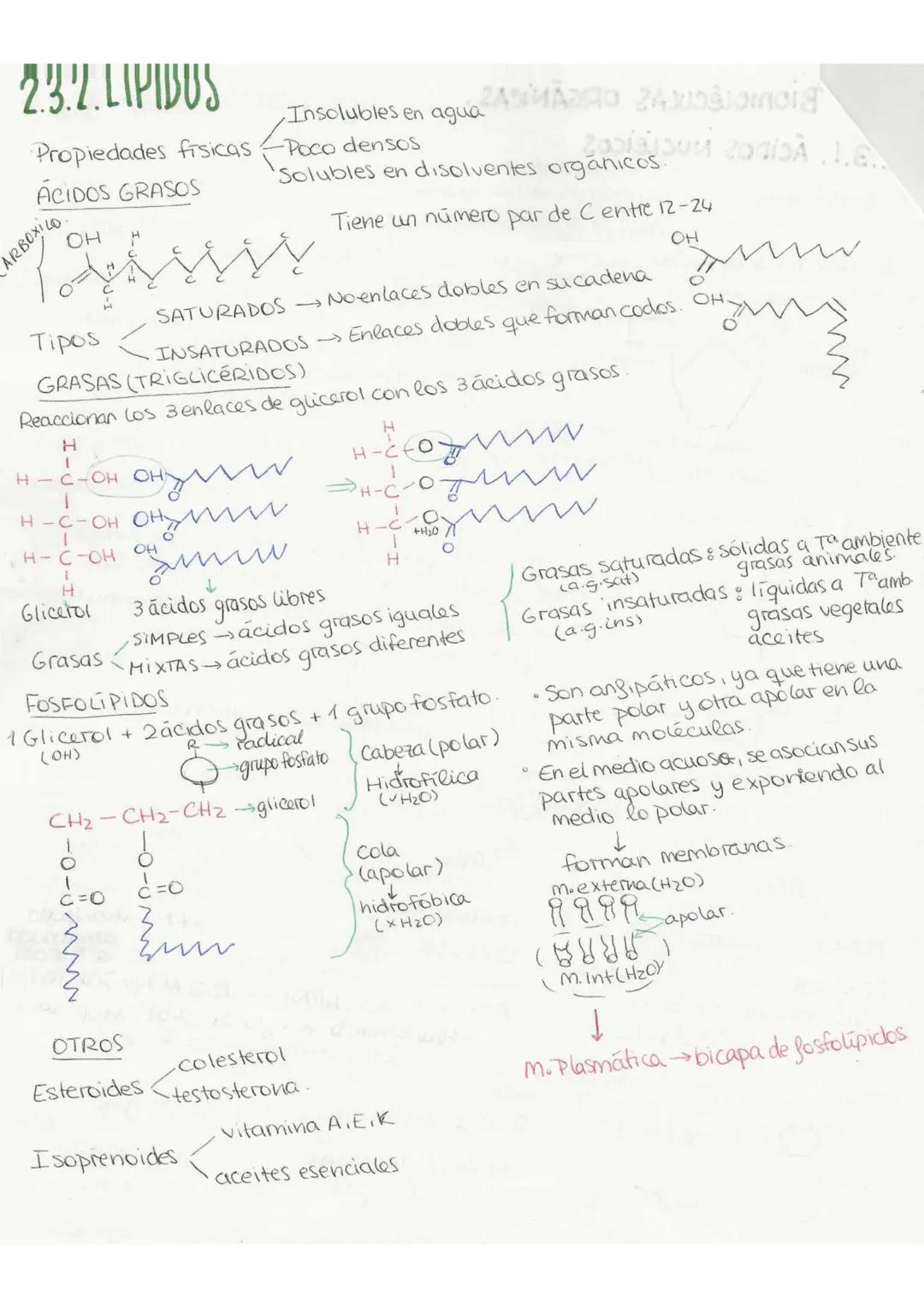 //T.2 Biequívhica
BIOELEMENTOSe aquellos elementos de la tabla periódica que forman parte de
la materia viva.
Primarios (98%): C. O, H, N, P