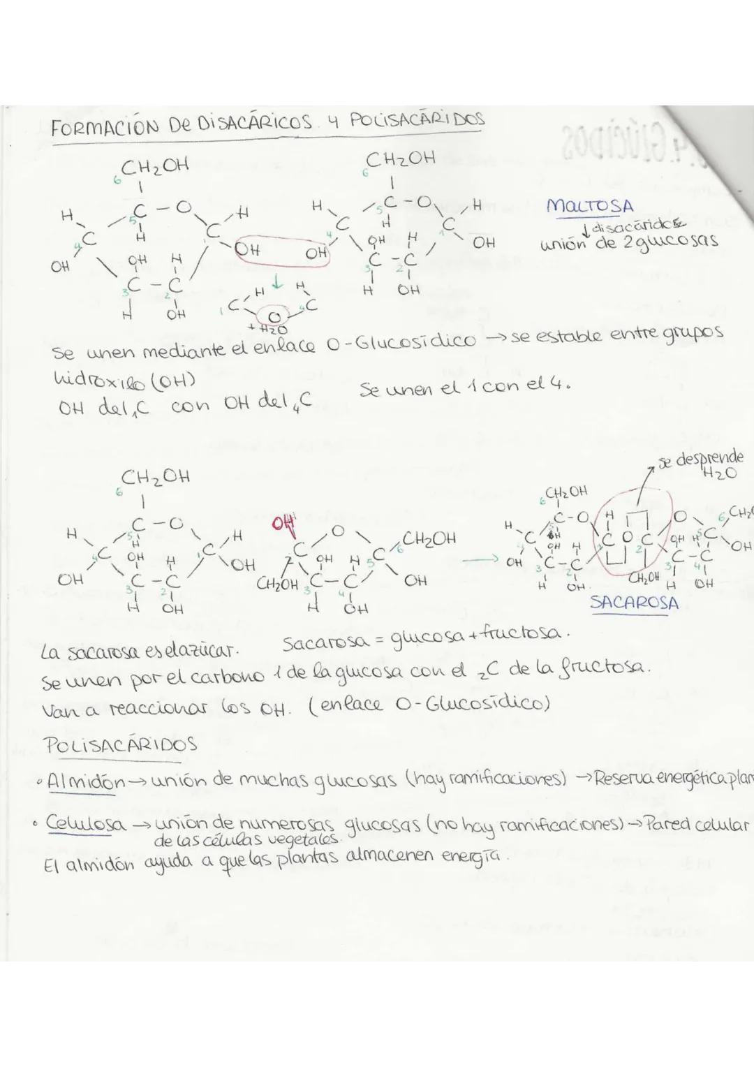 //T.2 Biequívhica
BIOELEMENTOSe aquellos elementos de la tabla periódica que forman parte de
la materia viva.
Primarios (98%): C. O, H, N, P