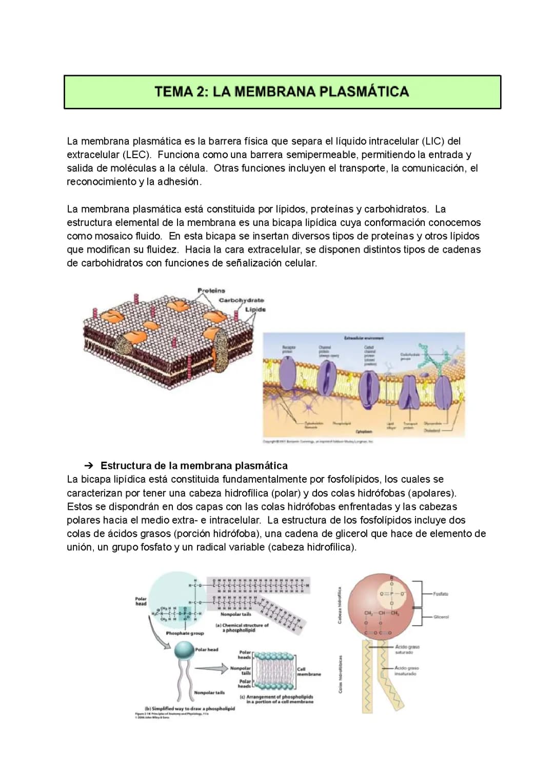 APUNTES MEMBRANA PLASMÁTICA