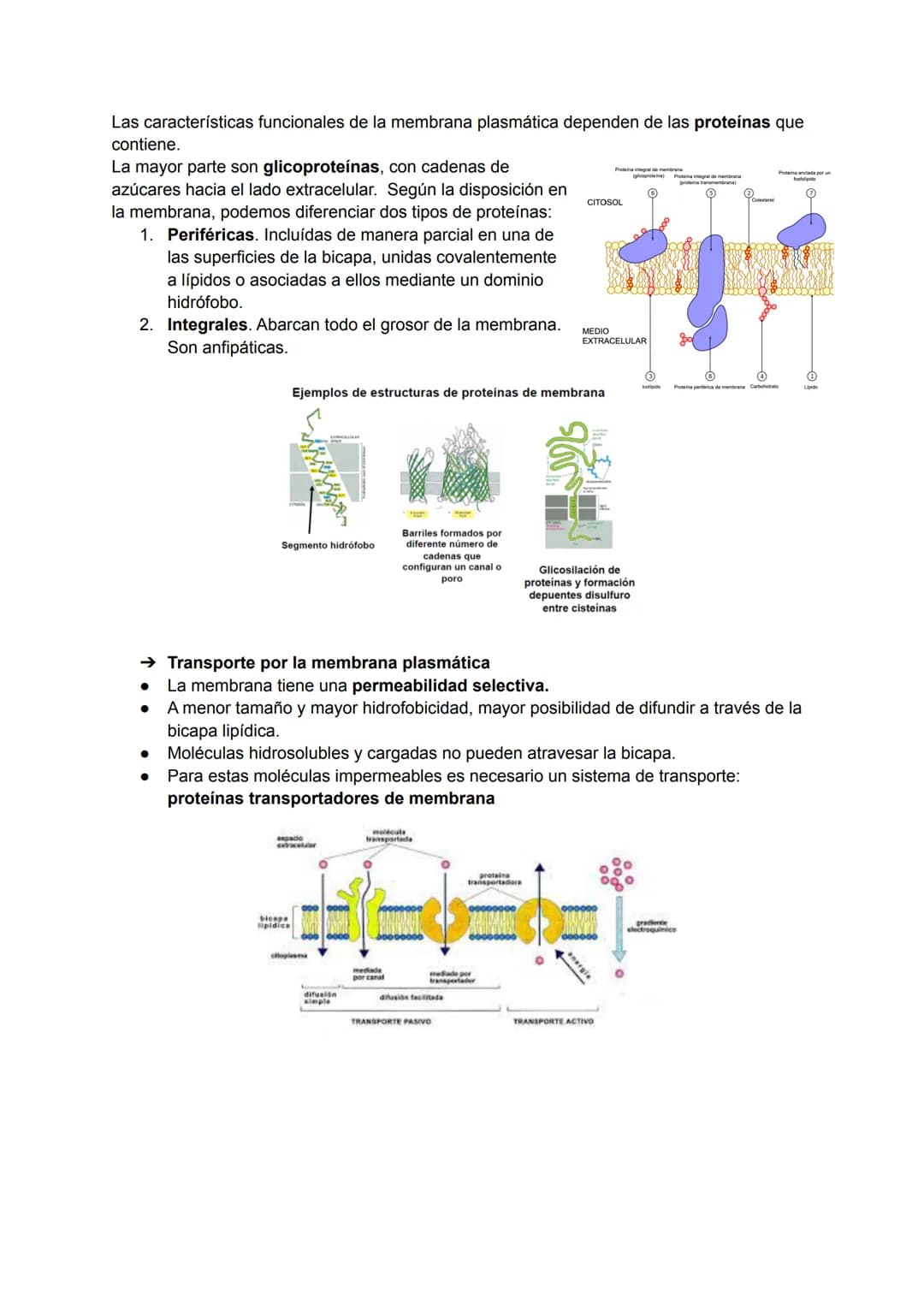 TEMA 2: LA MEMBRANA PLASMÁTICA
La membrana plasmática es la barrera física que separa el líquido intracelular (LIC) del
extracelular (LEC). 