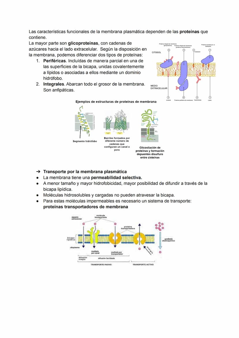 TEMA 2: LA MEMBRANA PLASMÁTICA
La membrana plasmática es la barrera física que separa el líquido intracelular (LIC) del
extracelular (LEC). 