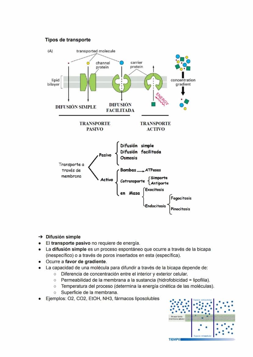 TEMA 2: LA MEMBRANA PLASMÁTICA
La membrana plasmática es la barrera física que separa el líquido intracelular (LIC) del
extracelular (LEC). 